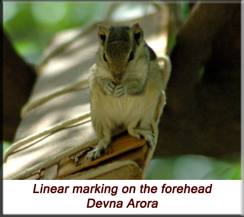 Devna Arora - Indian palm squirrel - with marking on forehead